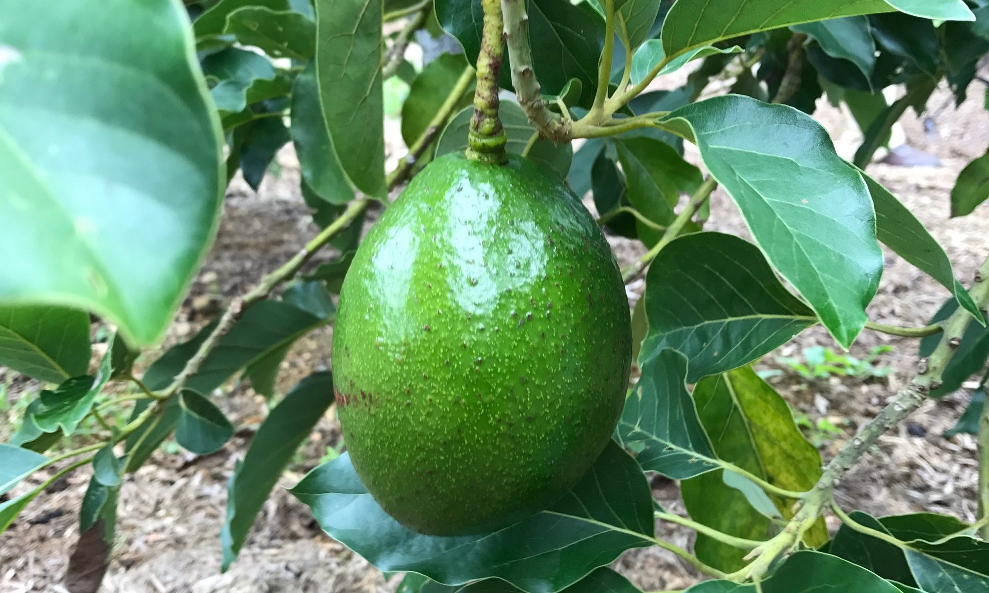 Avocado Management