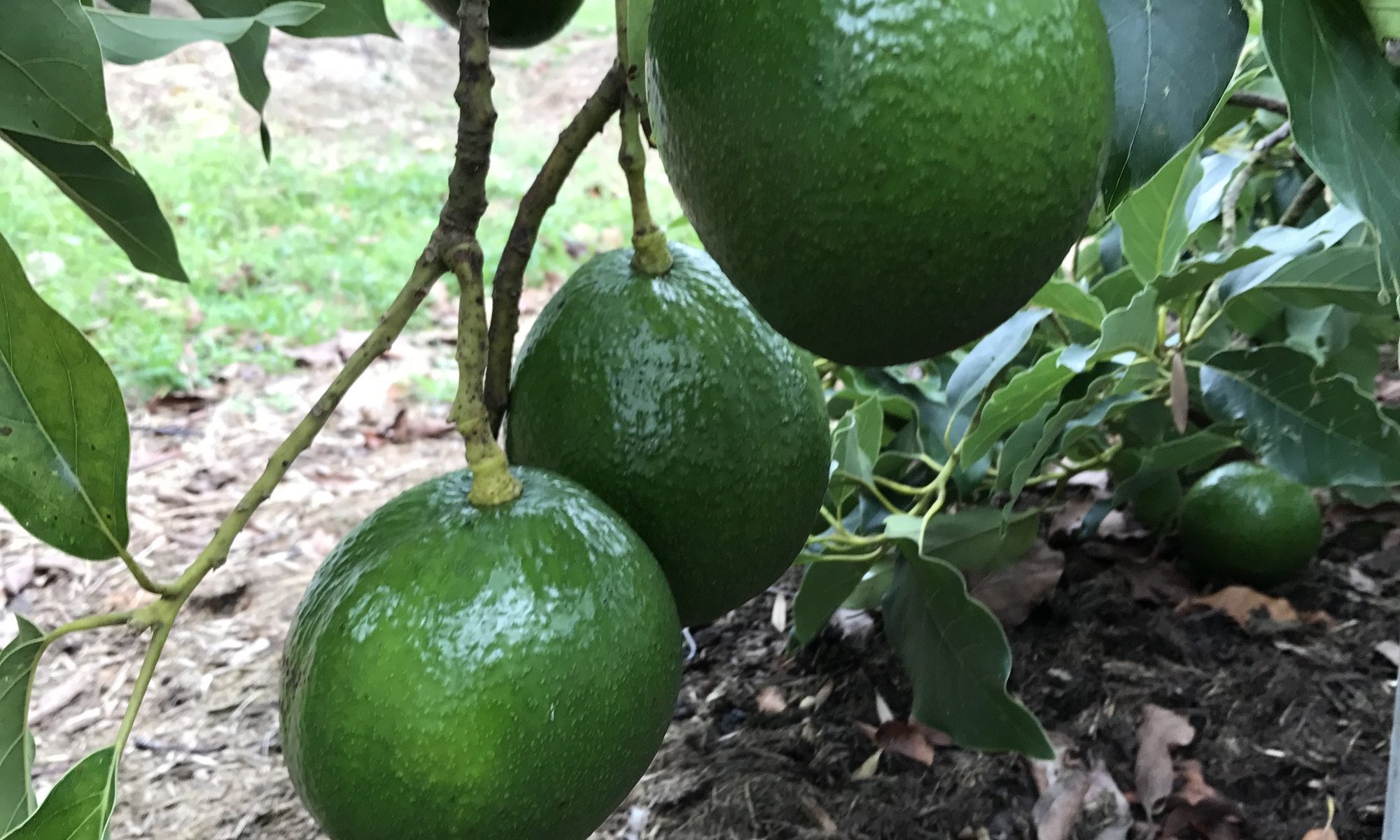 Avocado Variety